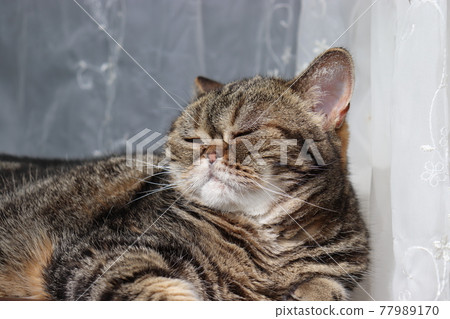 Cat American Shorthair Brown Tabby Feeling the Outside Wind Cat American Shorthair Brown Tabby Feeling the Outside Wind 77989170