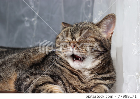 Fuga Fuga Talking Cat American Shorthair Brown Tabby Fuga Fuga Talking Cat American Shorthair Brown Tabby 77989171