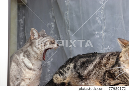 Cat yelling at the cat next door American Shorthair Blue Tabby Cat yelling at the cat next door American Shorthair Blue Tabby 77989172