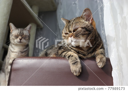Cat American Shorthair Brown Tabby looking out while basking in the sun Cat American Shorthair Brown Tabby looking out while basking in the sun 77989173