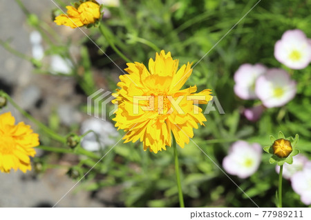 Yellow flowers of Coreopsis blooming in the spring field Yellow flowers of Coreopsis blooming in the spring field 77989211