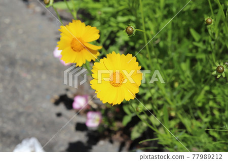 Yellow flowers of Coreopsis blooming in the spring field Yellow flowers of Coreopsis blooming in the spring field 77989212