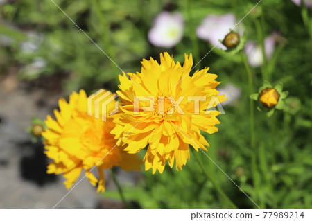 開花在春天領域的金雞菊黃色花 開花在春天領域的金雞菊黃色花 77989214