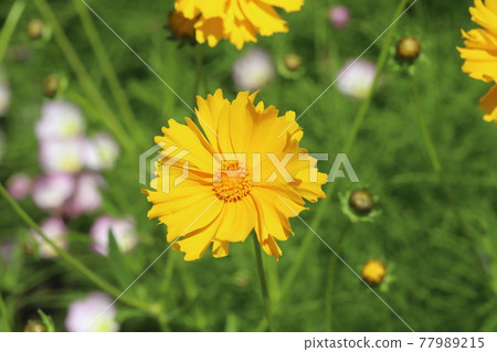開花在春天領域的金雞菊黃色花 開花在春天領域的金雞菊黃色花 77989215