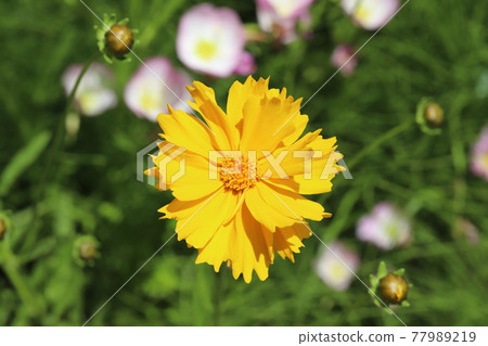 Yellow flowers of Coreopsis blooming in the spring field Yellow flowers of Coreopsis blooming in the spring field 77989219