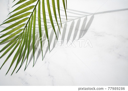 Palm leaves and shadows on marble background Palm leaves and shadows on marble background 77989286