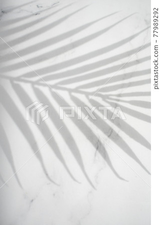 大理石背景上的棕櫚葉和陰影 77989292