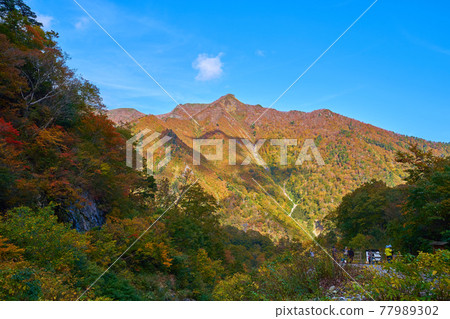 群馬縣水上町秋天從一倉澤望向白毛門 群馬縣水上町秋天從一倉澤望向白毛門 77989302