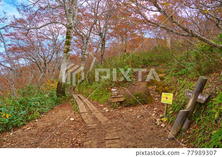 秋天的群馬縣谷川岳 天神嶺的轉折點（天神平、天神山口、谷川岳） 77989307
