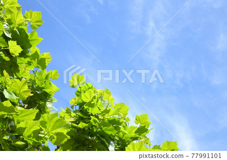 Fresh green of Platanas 77991101