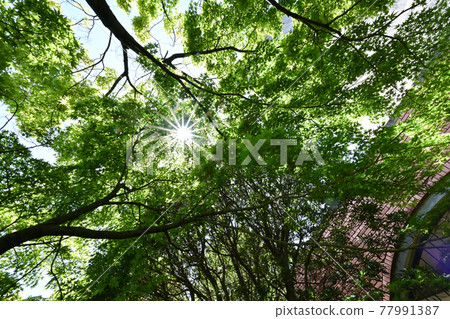 在公園裡仰望時,陽光透過樹木照耀 在公園裡仰望時,陽光透過樹木照耀 77991387