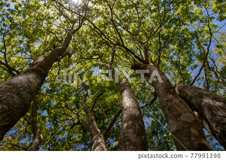 Tree looked up 77991398