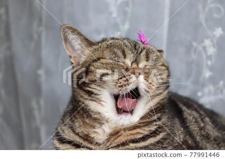 A cat with a curled tongue and a yawning cat American Shorthair Brown Tabby A cat with a curled tongue and a yawning cat American Shorthair Brown Tabby 77991446
