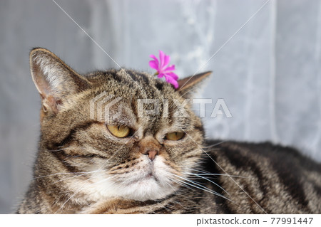 Dignified cat with floral decoration American Shorthair Brown Tabby Dignified cat with floral decoration American Shorthair Brown Tabby 77991447