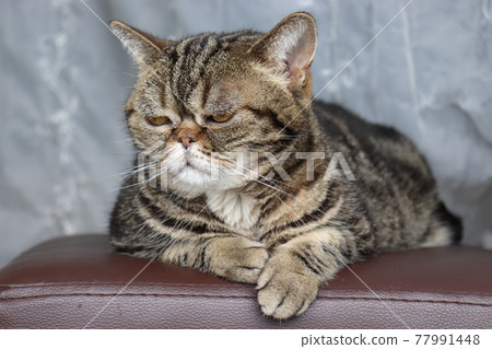 Cat American Shorthair Brown Tabby basking in the sun with a sad expression Cat American Shorthair Brown Tabby basking in the sun with a sad expression 77991448