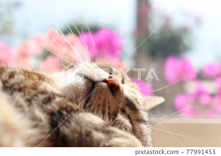 Sleeping cat cute nose cat American shorthair silver patched tabby Sleeping cat cute nose cat American shorthair silver patched tabby 77991453