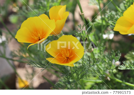 Yellow flowers of California poppies blooming in the spring park 77991573