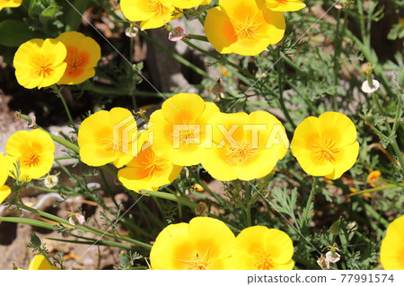Yellow flowers of California poppies blooming in the spring park Yellow flowers of California poppies blooming in the spring park 77991574