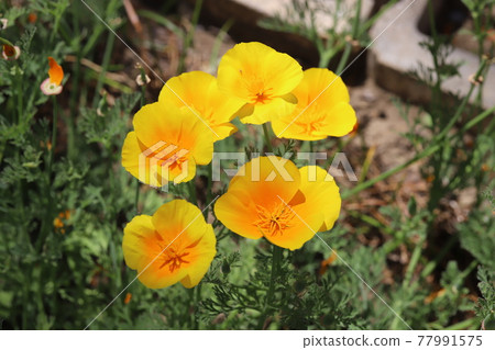 Yellow flowers of California poppies blooming in the spring park 77991575