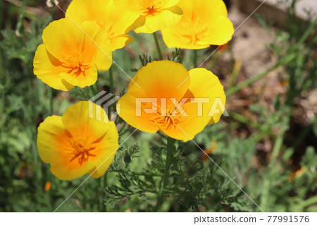 開花在春天公園的加利福尼亞鴉片黃色花 開花在春天公園的加利福尼亞鴉片黃色花 77991576