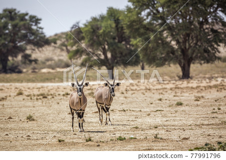South African Oryx in Kgalagadi transfrontier park, South Africa 77991796