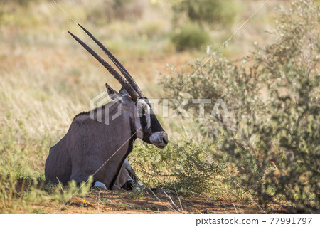 South African Oryx in Kgalagadi transfrontier park, South Africa South African Oryx in Kgalagadi transfrontier park, South Africa 77991797