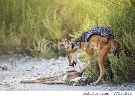 Black backed jackal in Kgalagadi transfrontier park, South Africa 77991836