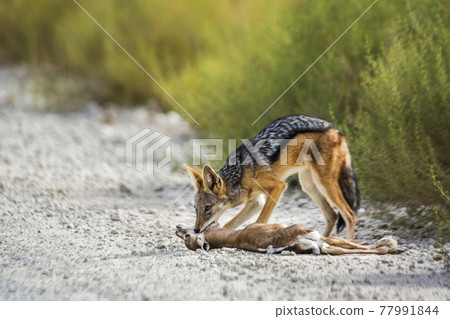 Black backed jackal in Kgalagadi transfrontier park, South Africa 77991844