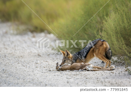 Black backed jackal in Kgalagadi transfrontier park, South Africa 77991845