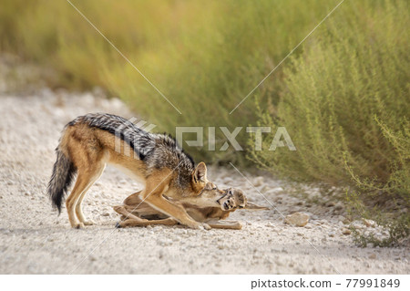 Black backed jackal in Kgalagadi transfrontier park, South Africa 77991849