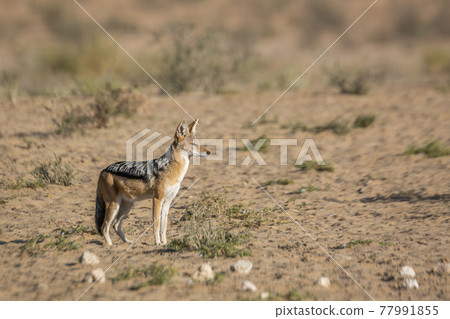 Black backed jackal in Kgalagadi transfrontier park, South Africa 77991855