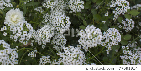 white flowers Alissum summer flowerbed white flowers Alissum summer flowerbed 77991914