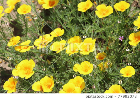California poppy flowers blooming in the spring park California poppy flowers blooming in the spring park 77992078