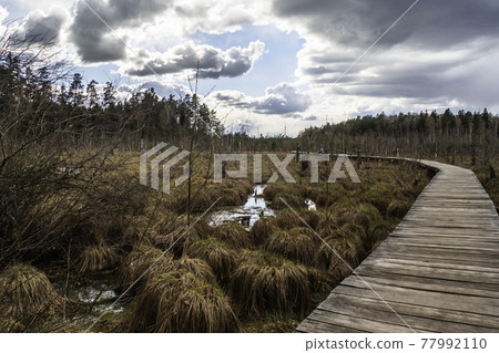 Hiking Trail with Wooden Walkway That Goes Across the Swamp 77992110