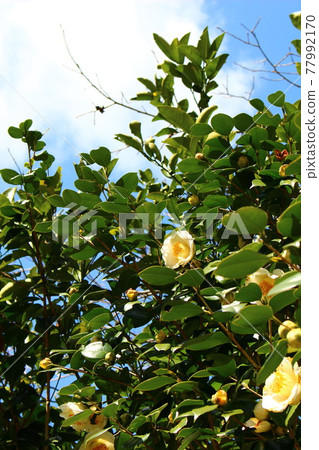 White camellia White camellia 77992170