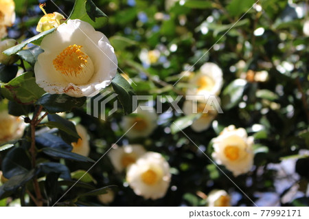 白色山茶花 白色山茶花 77992171
