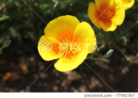 春天公園裡盛開的加州罌粟花 春天公園裡盛開的加州罌粟花 77992367