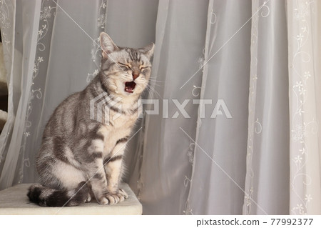 Cat American Shorthair Blue Tabby with a chorus practicing atmosphere Cat American Shorthair Blue Tabby with a chorus practicing atmosphere 77992377