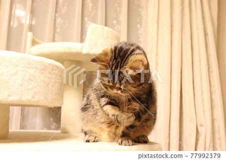 Cat American Shorthair Brown Tabby with a surprised hand on his chest Cat American Shorthair Brown Tabby with a surprised hand on his chest 77992379