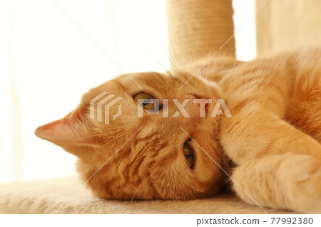 Cat American Shorthair Red Tabby with a comfortable look in the sun Cat American Shorthair Red Tabby with a comfortable look in the sun 77992380