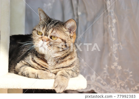 Cat American Shorthair Brown Tabby watching the outside Cat American Shorthair Brown Tabby watching the outside 77992383