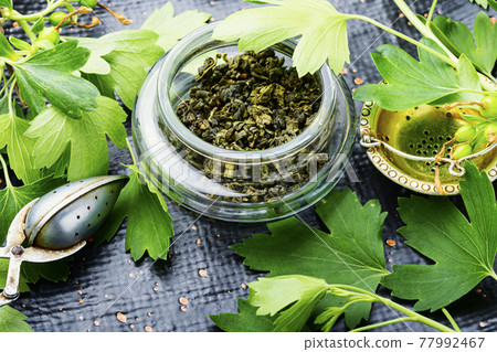 Healing tea with currant leaves Healing tea with currant leaves 77992467