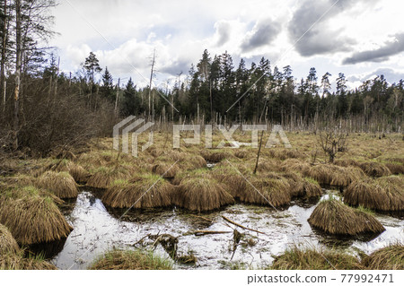 Swamp in the Forest. The Forest is Flooded with Water Swamp in the Forest. The Forest is Flooded with Water 77992471