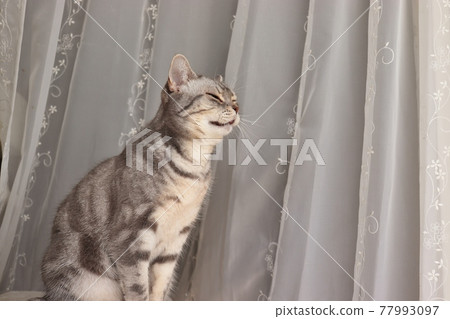 Cat American Shorthair Blue Tabby with a smiling face Cat American Shorthair Blue Tabby with a smiling face 77993097