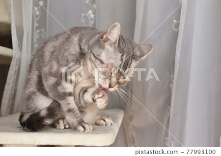 Cat grooming hands American Shorthair Blue Tabby Cat grooming hands American Shorthair Blue Tabby 77993100