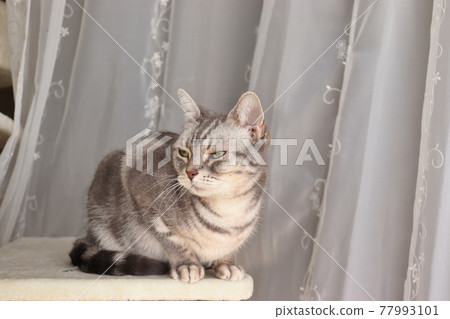 Cat American Shorthair Blue Tabby basking in the sun with a refreshing look Cat American Shorthair Blue Tabby basking in the sun with a refreshing look 77993101