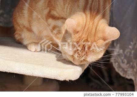 Cat American Shorthair Red Tabby Smells Below Cat American Shorthair Red Tabby Smells Below 77993104