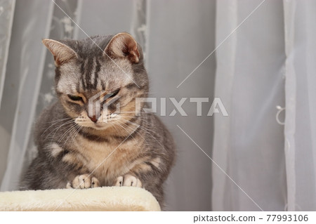 American Shorthair Blue Tabby American Shorthair Blue Tabby 77993106