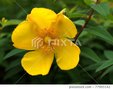Yellow flowers of the shaded Hypericum Yellow flowers of the shaded Hypericum 77993142