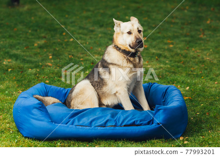 dog sitting on his bed, green grass background dog sitting on his bed, green grass background 77993201